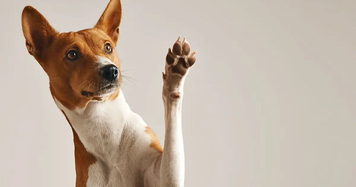 Prefeitura de Barueri promove feiras de adoção de pets durante dezembro