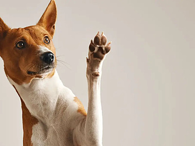 Prefeitura de Barueri promove feiras de adoção de pets durante dezembro