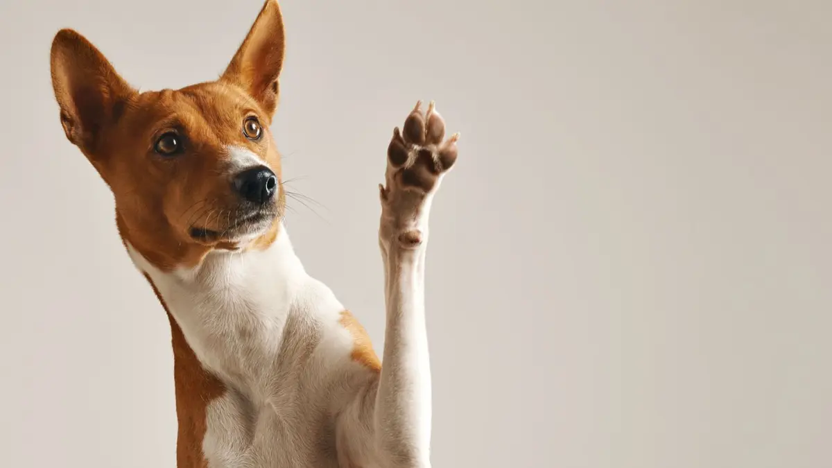 Prefeitura de Barueri promove feiras de adoção de pets durante dezembro