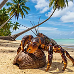 Gigante “desaparecido” reaparece após 100 anos em ilha remota da Índia