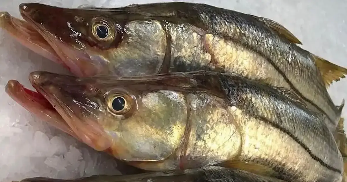 Peixe comum no Brasil supera o salmão e entra na lista dos mais saudáveis do mundo