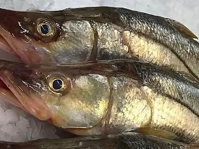 Robalo brasileiro é apontado como o peixe mais saudável do mundo.