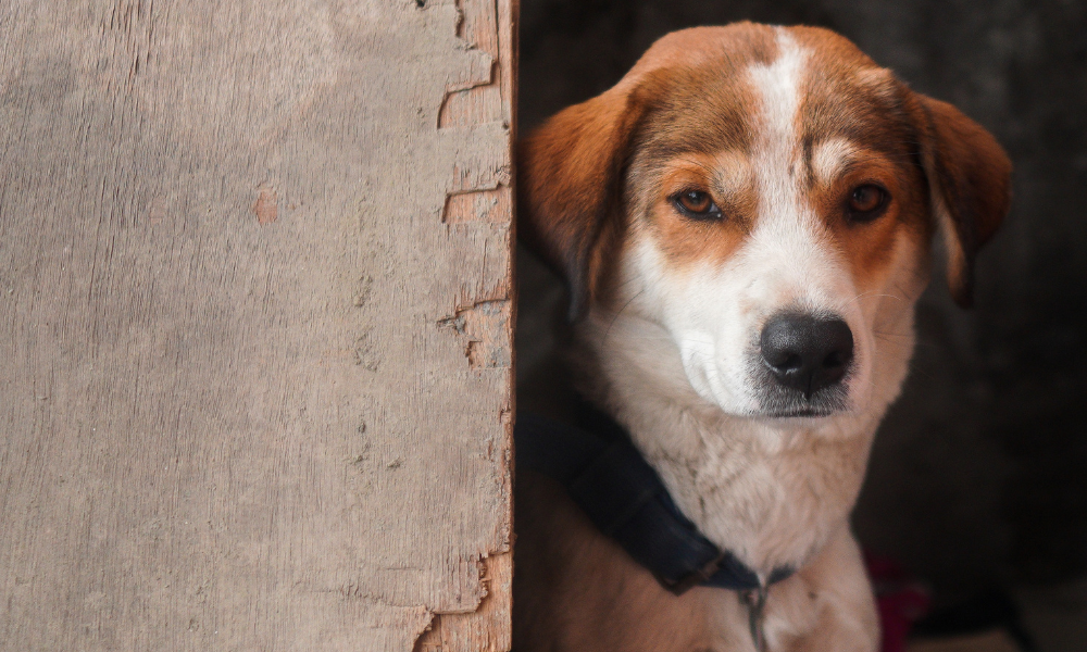 Manter animais em correntes passa a ser proibido em SP; veja regras