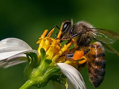 Uma abelha em uma flor de camomila