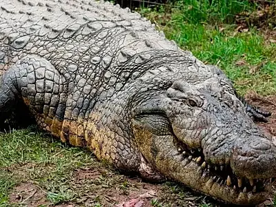Crocodilo Henry, de 124 anos e 1 tonelada, é o mais velho do mundo.