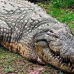Este crocodilo tem mais de 120 anos, pesa quase 1 tonelada e ainda é fértil; a ciência tenta explicar