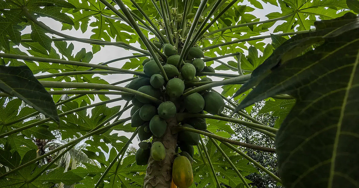 Mamão do mercado na terra: plante agora e colha em meses!