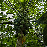 Mamão do mercado na terra: plante agora e colha em meses!