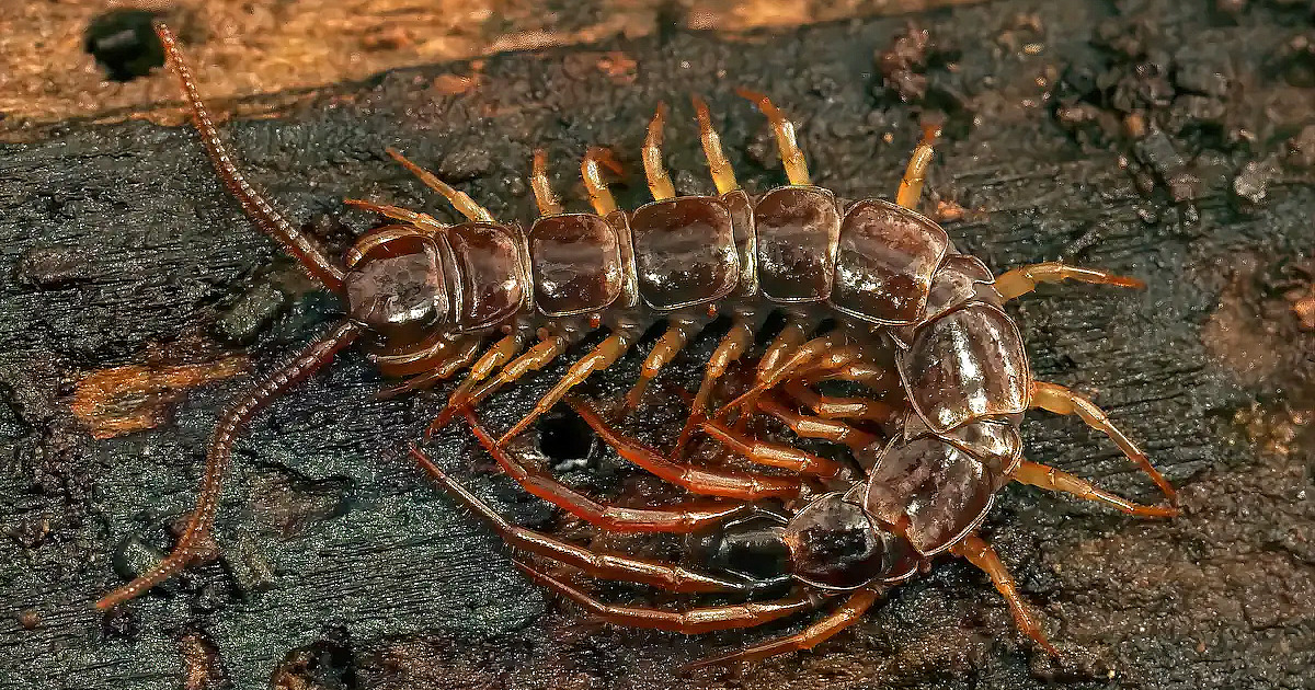 Barreira verde contra escorpiões e lacraias: como criar uma proteção natural e eficiente em casa