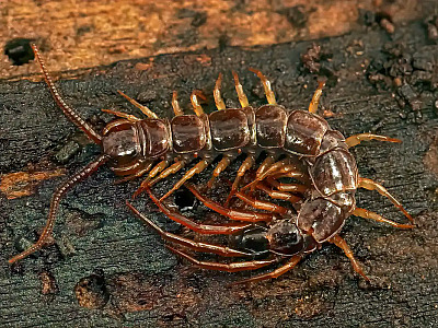 Plantas como citronela, arruda e hortelã criam uma barreira natural que ajuda a afastar escorpiões e lacraias do quintal sem uso de venenos.