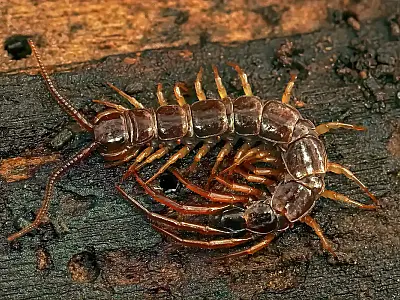 Plantas como citronela, arruda e hortelã criam uma barreira natural que ajuda a afastar escorpiões e lacraias do quintal sem uso de venenos.