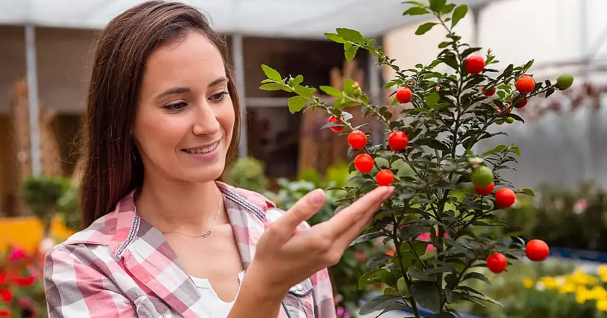 10 árvores frutíferas perfeitas para cultivar em vasos e colher o ano todo