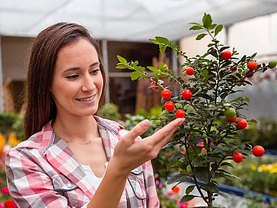 Arvores frutíferas pequenas para cultivar em vasos.