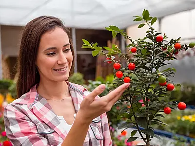 Arvores frutíferas pequenas para cultivar em vasos.