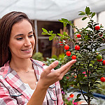 10 árvores frutíferas perfeitas para cultivar em vasos e colher o ano todo