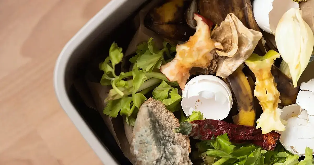 No calor, lixeiras podem virar criadouros de larvas e moscas; veja como pequenas mudanças resolvem