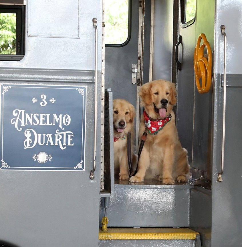 Pets ganham vagão de luxo em trem turístico de São Paulo