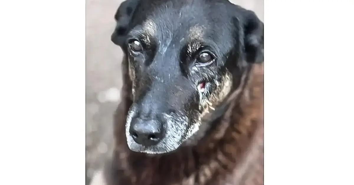 Jovens que mataram cão Orelha enfrentam medidas do ECA em SC