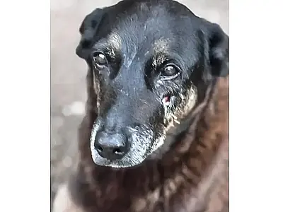 Conheça as medidas socioeducativas aplicáveis aos jovens que mataram o cão Orelha na Praia Brava.