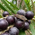 Surto de Chagas em Ananindeua: 4 mortes e ações urgentes no Pará