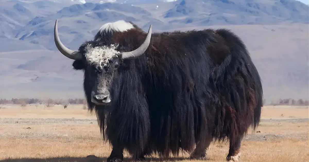 Iaque: o boi selvagem do Himalaia que desafia altitudes extremas