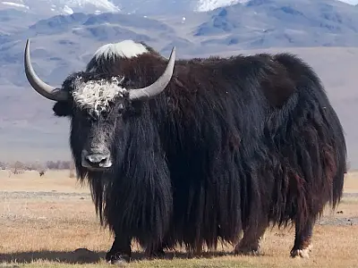 Conheça o iaque, o boi selvagem da Ásia adaptado às grandes altitudes e essencial para a vida no Himalaia e no Planalto Tibetano.