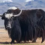 Iaque: o boi selvagem do Himalaia que desafia altitudes extremas