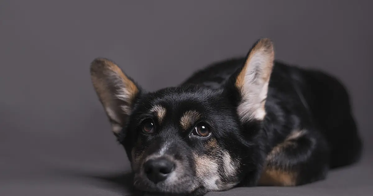 Santos aprova multa de até R$ 10 mil para quem deixa pet sozinho por mais de 36 horas