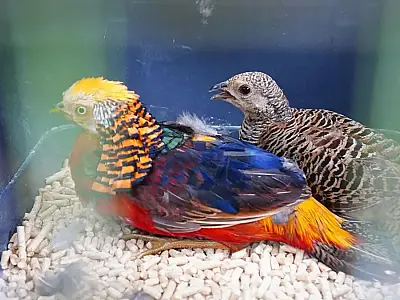 Aves do Jardim Zoológico de Mongaguá; espera de quase duas décadas se concretizou.