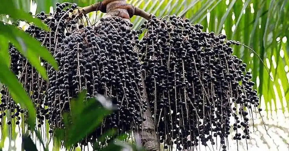 Açaí vira fruta nacional e ganha proteção contra biopirataria