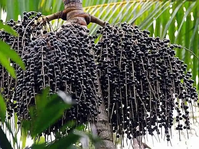 Açaí vira fruta nacional e ganha proteção contra biopirataria