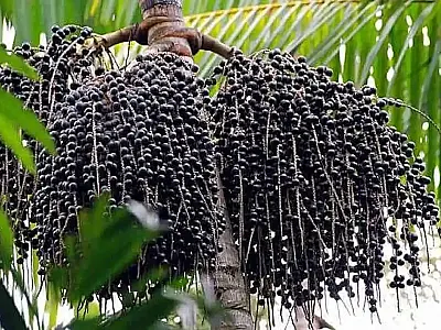 Açaí vira fruta nacional e ganha proteção contra biopirataria
