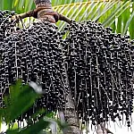 Açaí vira fruta nacional e ganha proteção contra biopirataria