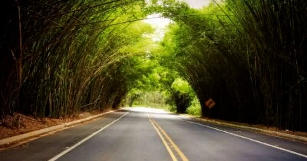 Túnel natural de bambu vira atração no interior de São Paulo