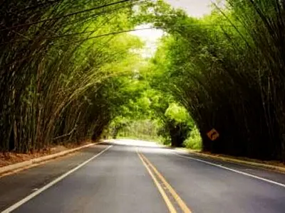 O túnel natural de bambu em Morungaba, no interior de SP, virou atração turística com sombra, clima ameno e cenário perfeito para fotos.