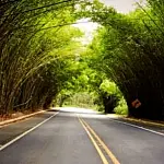 Túnel natural de bambu vira atração no interior de São Paulo