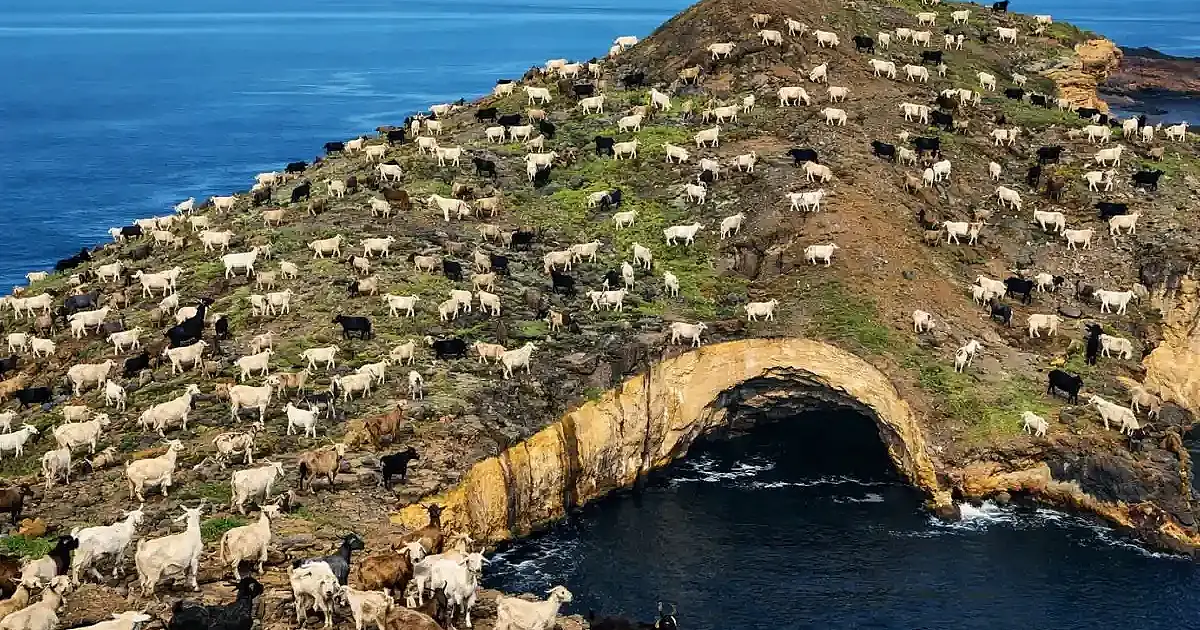 Galápagos: 150 mil cabras exterminadas para salvar tartarugas gigantes