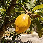 Canistel: a fruta-ovo de ouro com sabor de doce de leite conquista pomares brasileiros