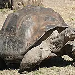 Mais de 1.500 tartarugas gigantes reintroduzidas nas Galápagos após declínio