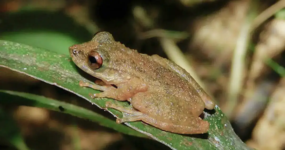 Nova espécie de perereca é descoberta no Cerrado e amplia preocupação com degradação de riachos