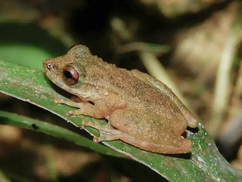 Nova espécie de perereca é descoberta no Cerrado e amplia preocupação com degradação de riachos