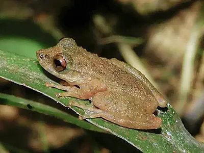 Perereca Ololygon paracatu é uma nova espécie descoberta no Cerrado mineiro.