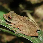 Nova espécie de perereca é descoberta no Cerrado e amplia preocupação com degradação de riachos