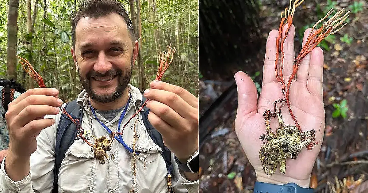 Fungo zumbi da Amazônia domina tarântula gigante em cena de tirar o fôlego: cientistas brasileiros registram pela 1ª vez parasita que controla aracnídeo na Reserva Ducke