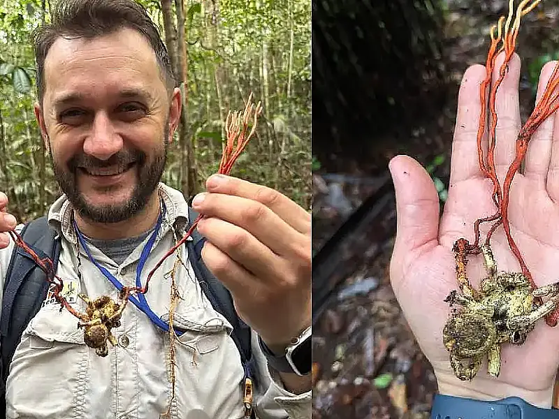 Fungo zumbi da Amazônia domina tarântula gigante em cena de tirar o fôlego: cientistas brasileiros registram pela 1ª vez parasita que controla aracnídeo na Reserva Ducke