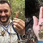Fungo zumbi da Amazônia domina tarântula gigante em cena de tirar o fôlego: cientistas brasileiros registram pela 1ª vez parasita que controla aracnídeo na Reserva Ducke
