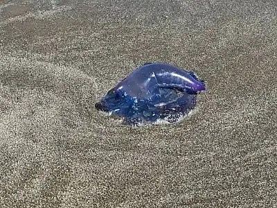 Guarda-vidas em alerta: caravelas-portuguesas aparecem na Praia do Cassino e causam centenas de queimaduras em banhistas no litoral gaúcho