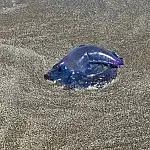 Guarda-vidas em alerta: caravelas-portuguesas aparecem na Praia do Cassino e causam centenas de queimaduras em banhistas no litoral gaúcho