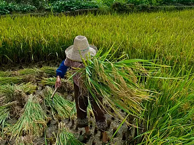 Decreto promulga Protocolo da OIT contra trabalho forçado no Brasil em 2026