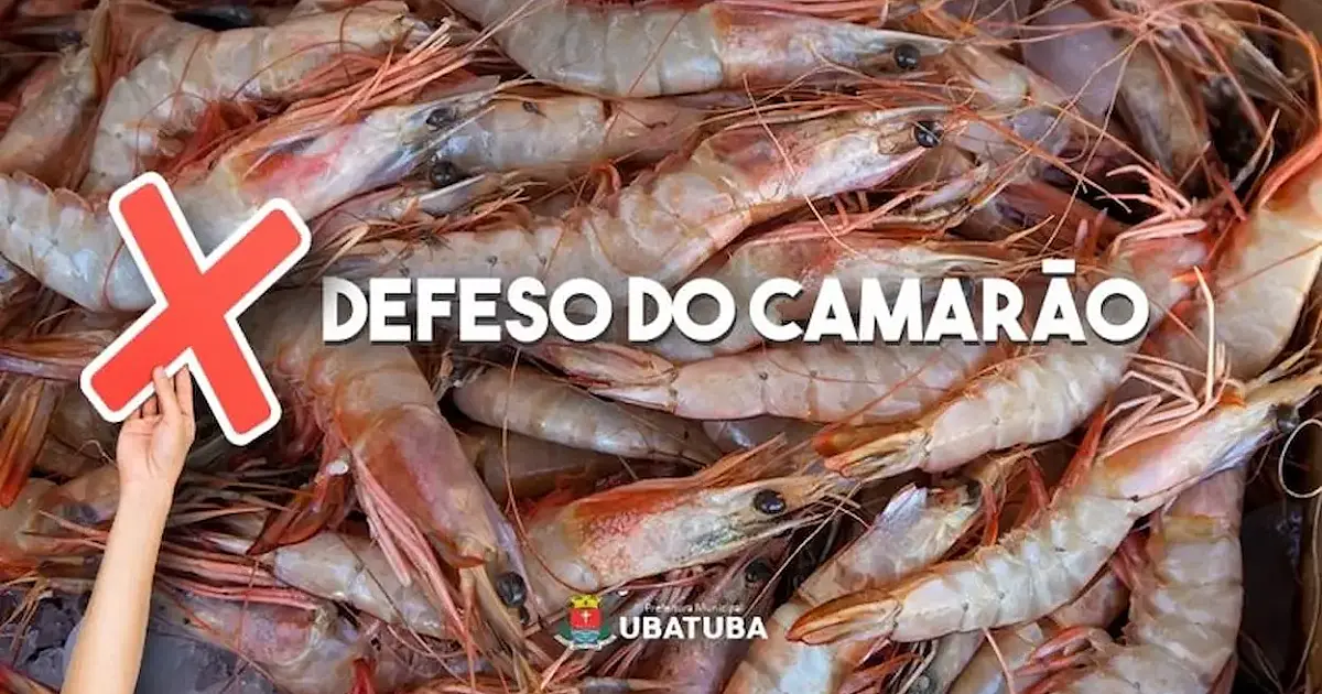 Período de defeso do camarão proíbe captura até 30 de abril no Sul e Sudeste do Brasil
